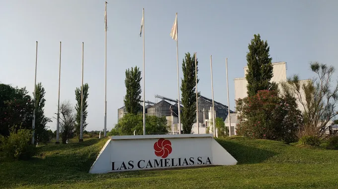 LAS CAMELIAS SA